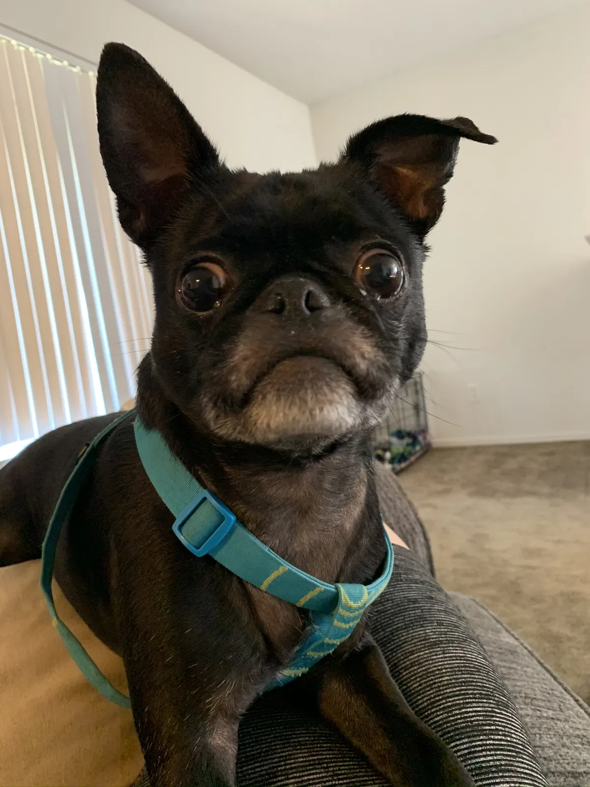 Lost dog in Lansing, MI, 48906