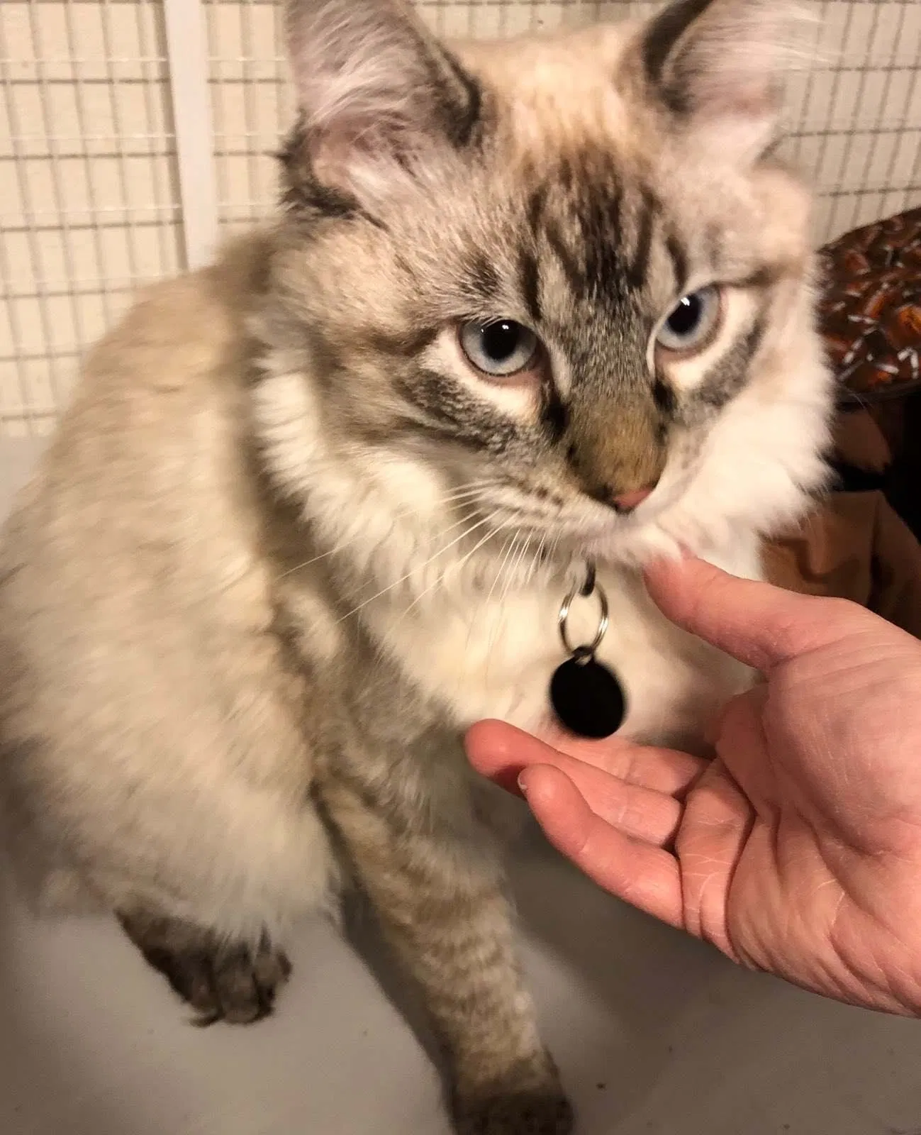 Lost cat in Yukon, OK, 73099