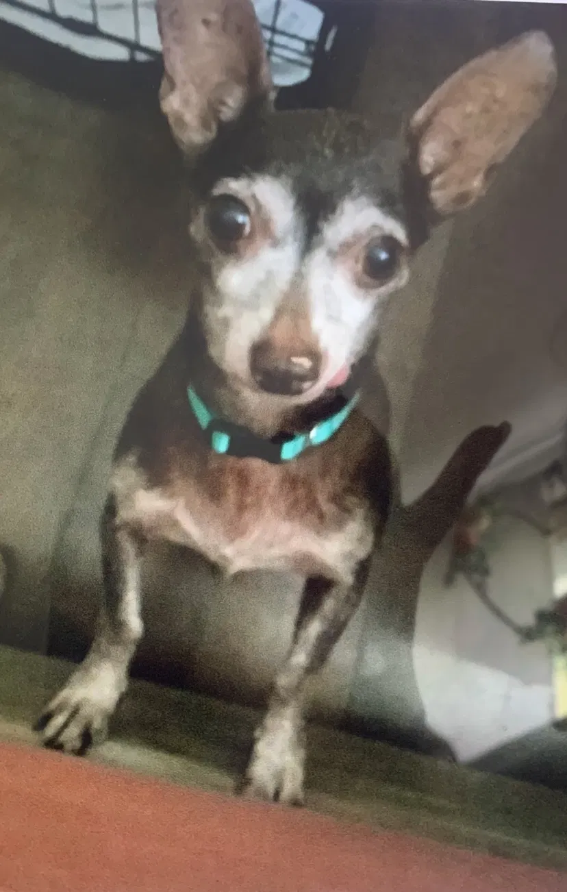 Lost dog in Homestead, FL, 33034