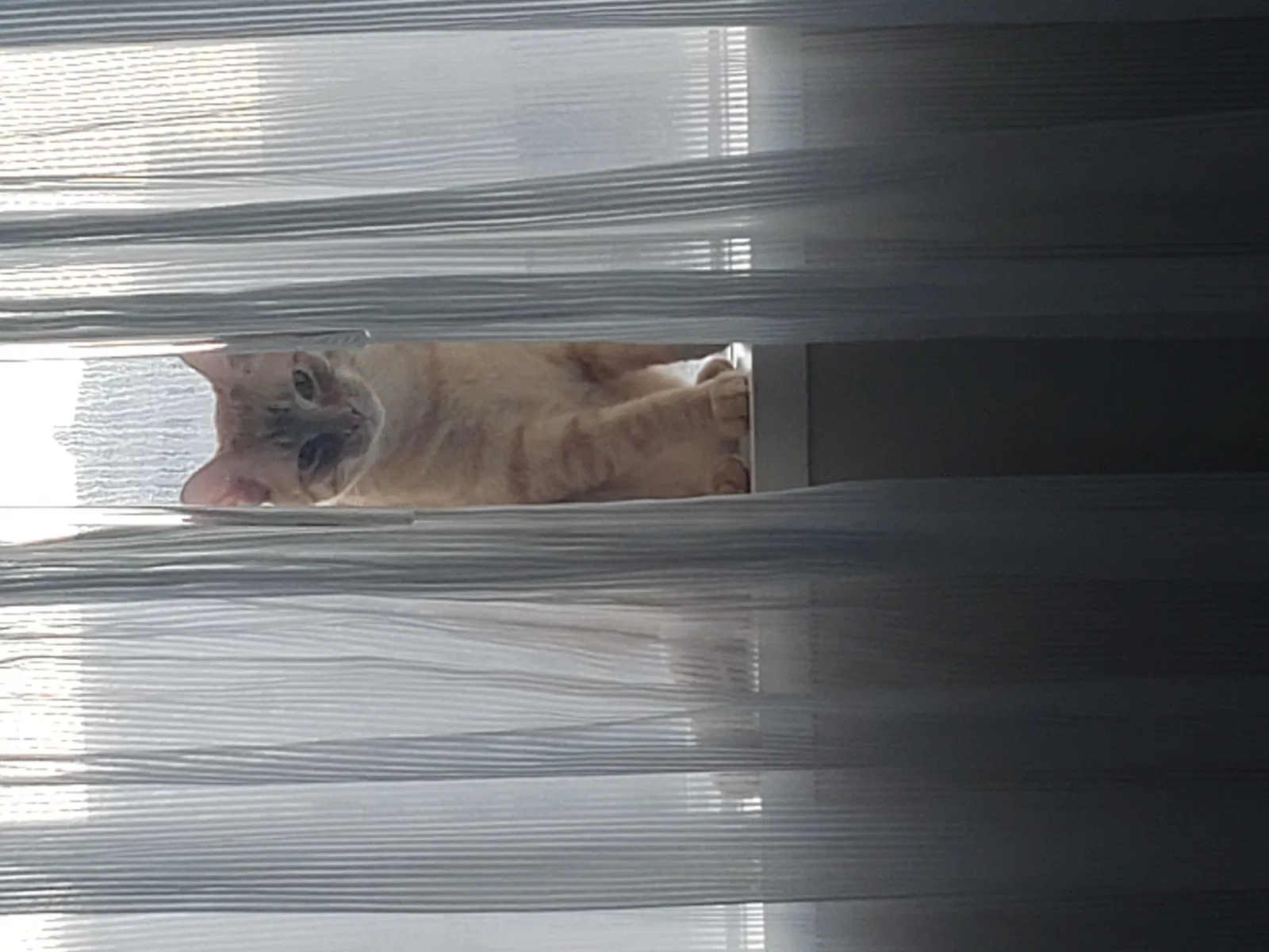 Lost cat in Forney, TX, 75126