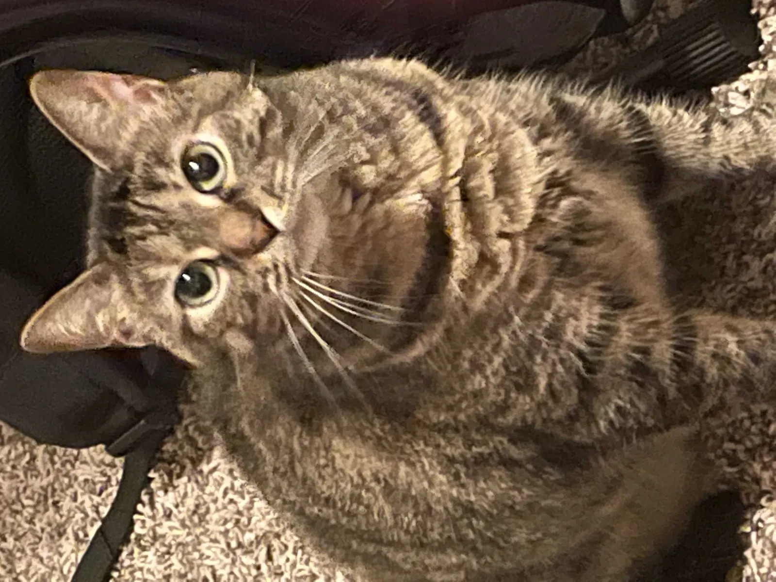 Lost cat in Bowling Green, KY, 42101