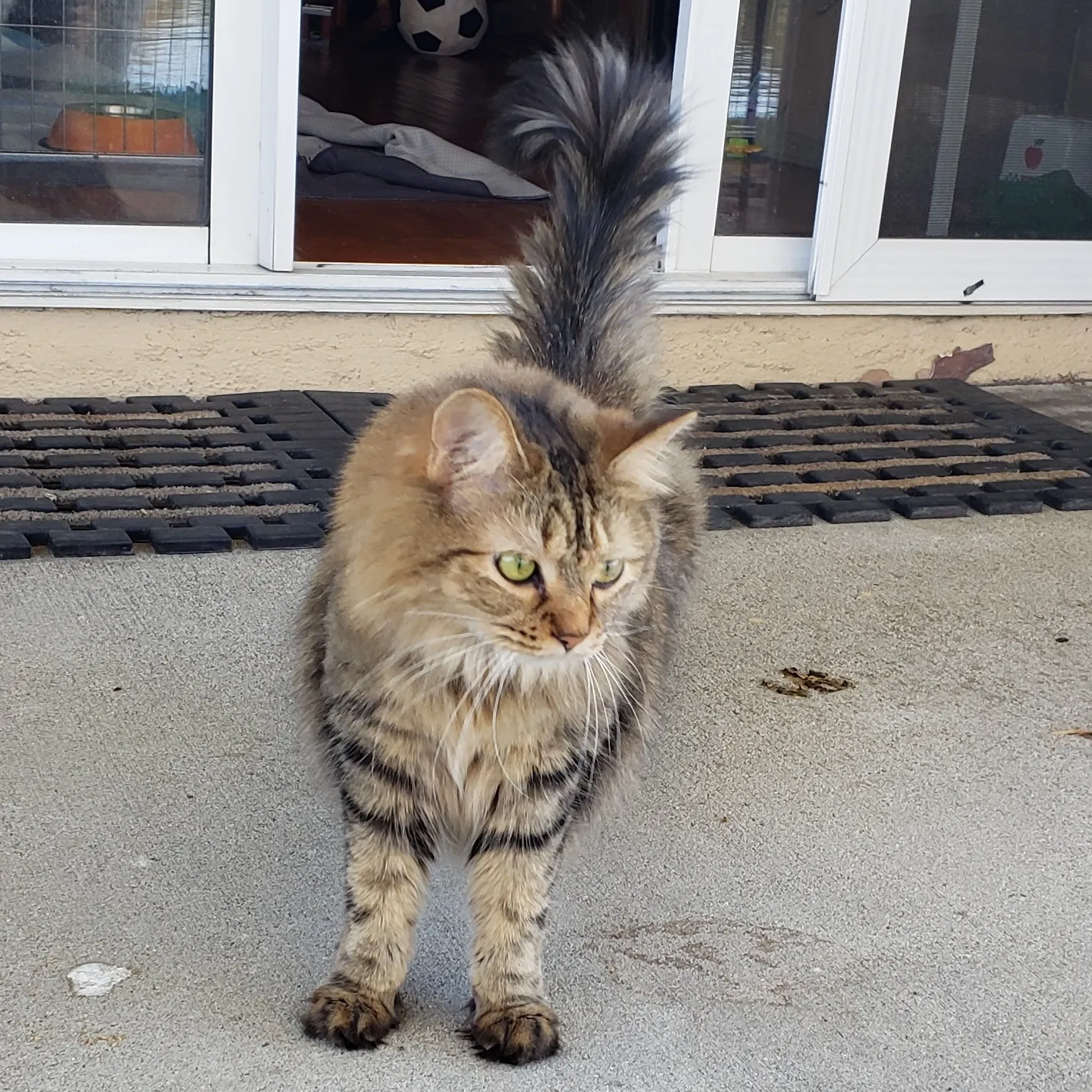 Lost cat in Lake Forest, CA, 92630