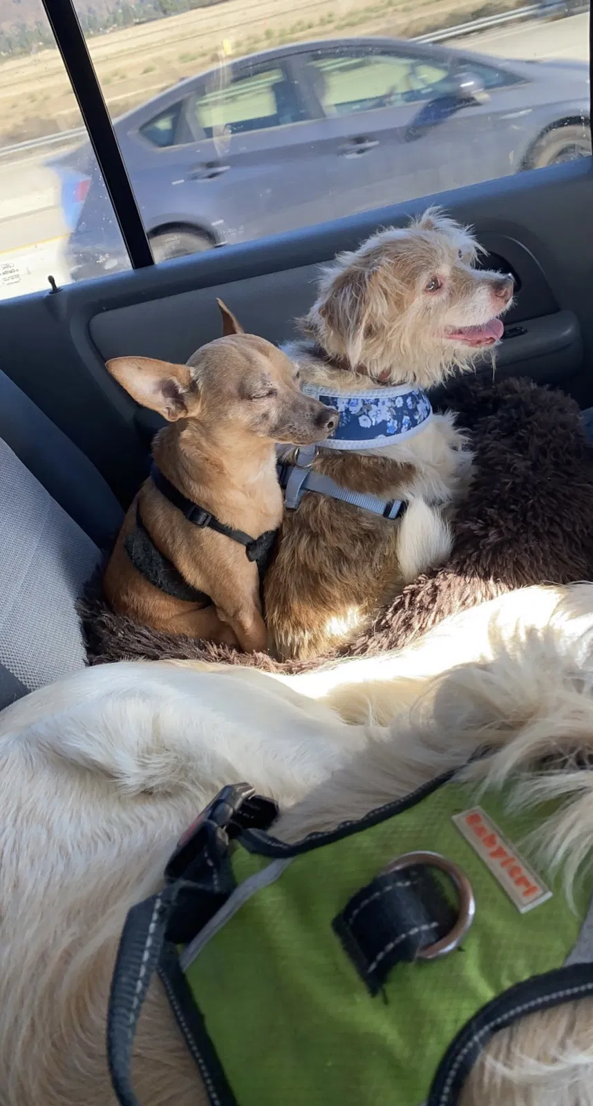 Lost dog in Albuquerque, NM, 87121