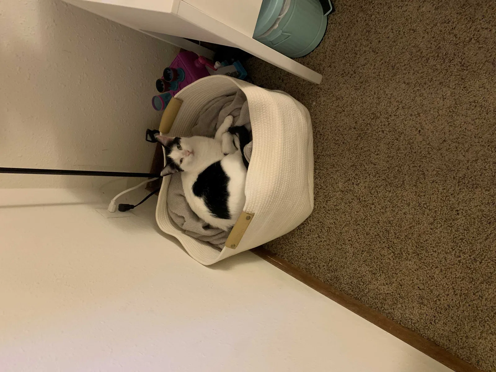 Lost cat in Big Lake, MN, 55309