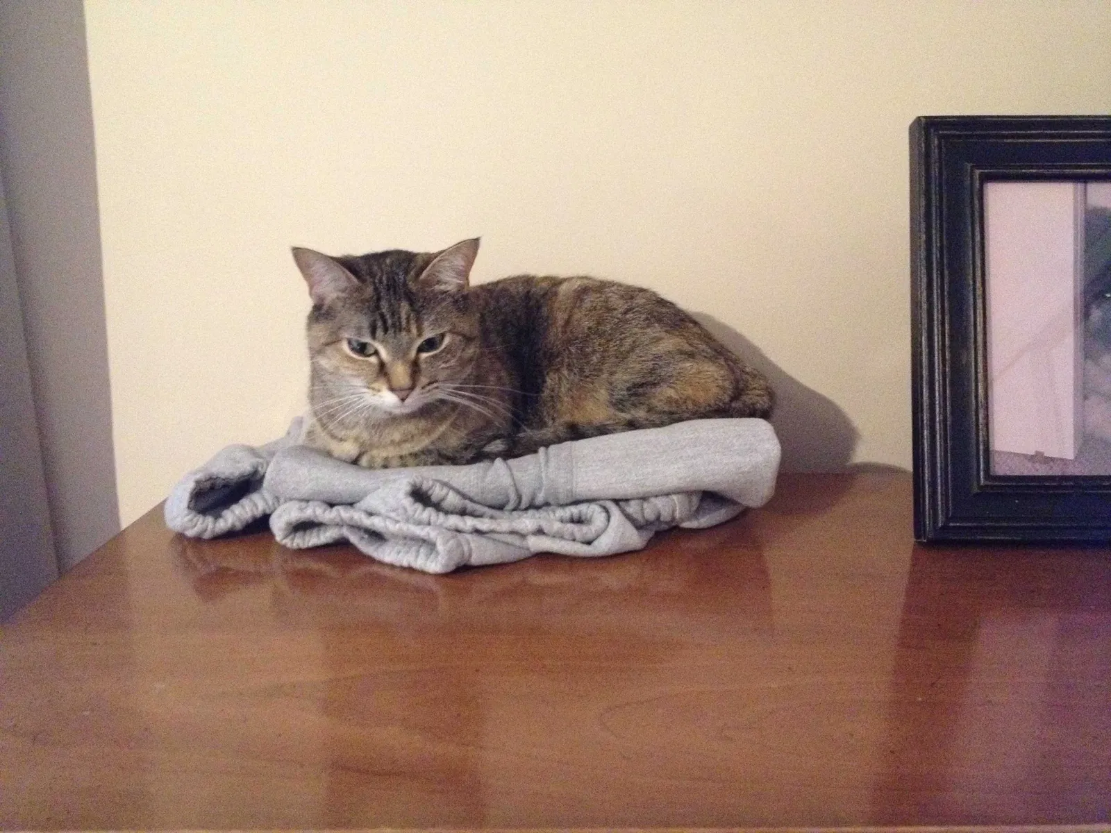 Lost cat in Winston Salem, NC, 27104