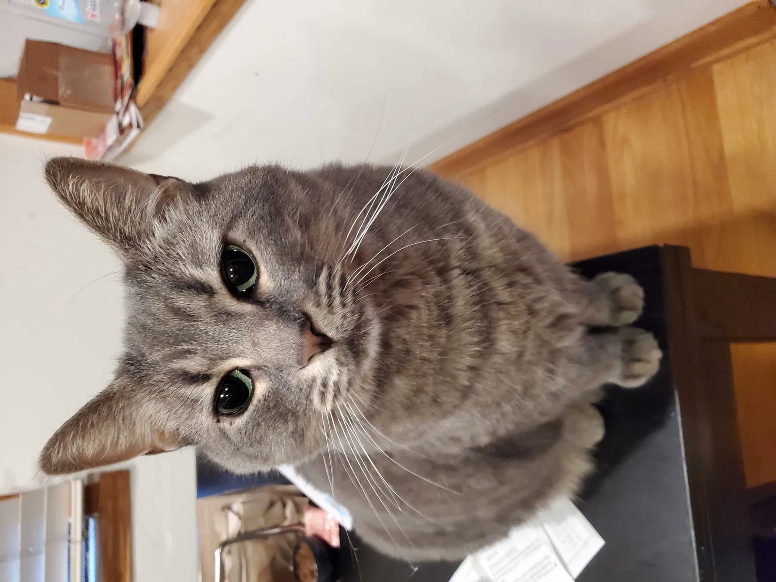 Lost cat in Bloomingdale, IL, 60108
