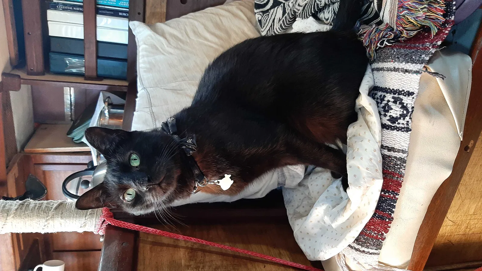 Lost cat in Corpus Christi, TX, 78401