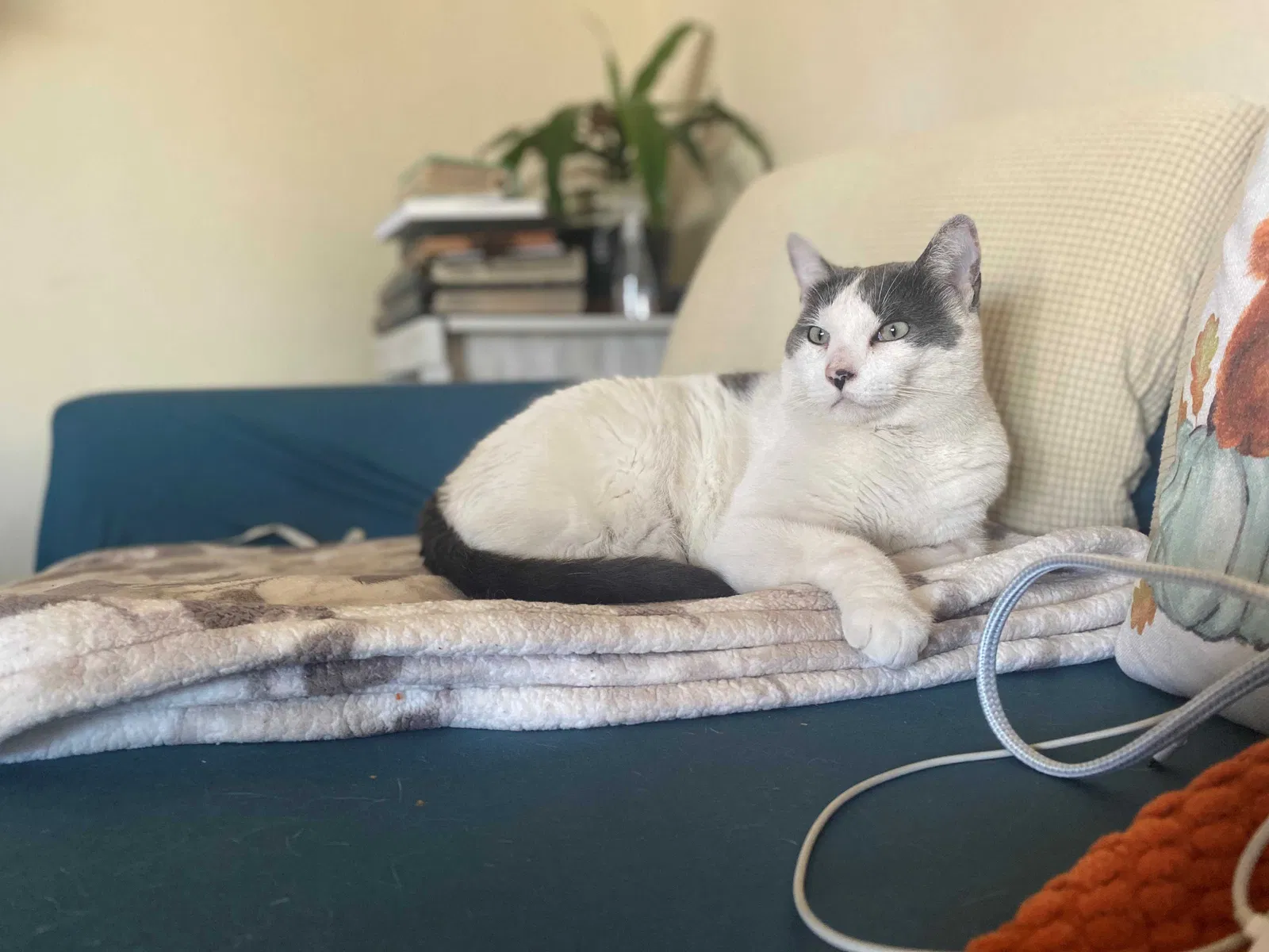 Lost cat in Ventura, CA, 93004