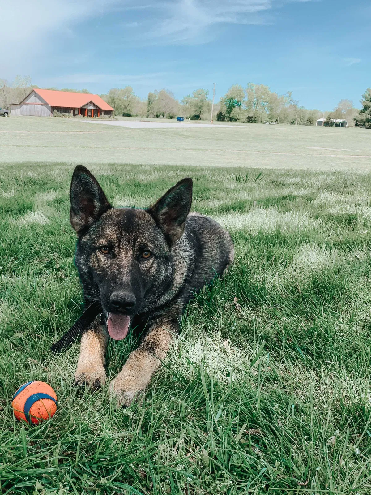 Lost dog in Hendersonville, TN, 37075