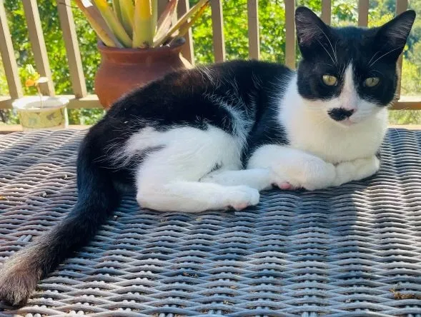 Lost cat in Scotts Valley, CA, 95066