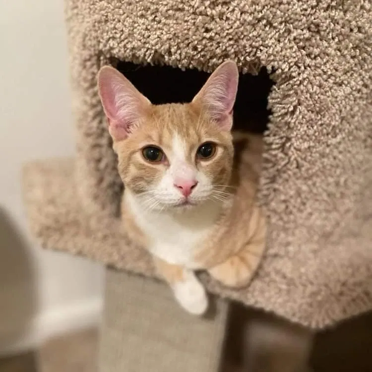 Lost cat in Santee, CA, 92071
