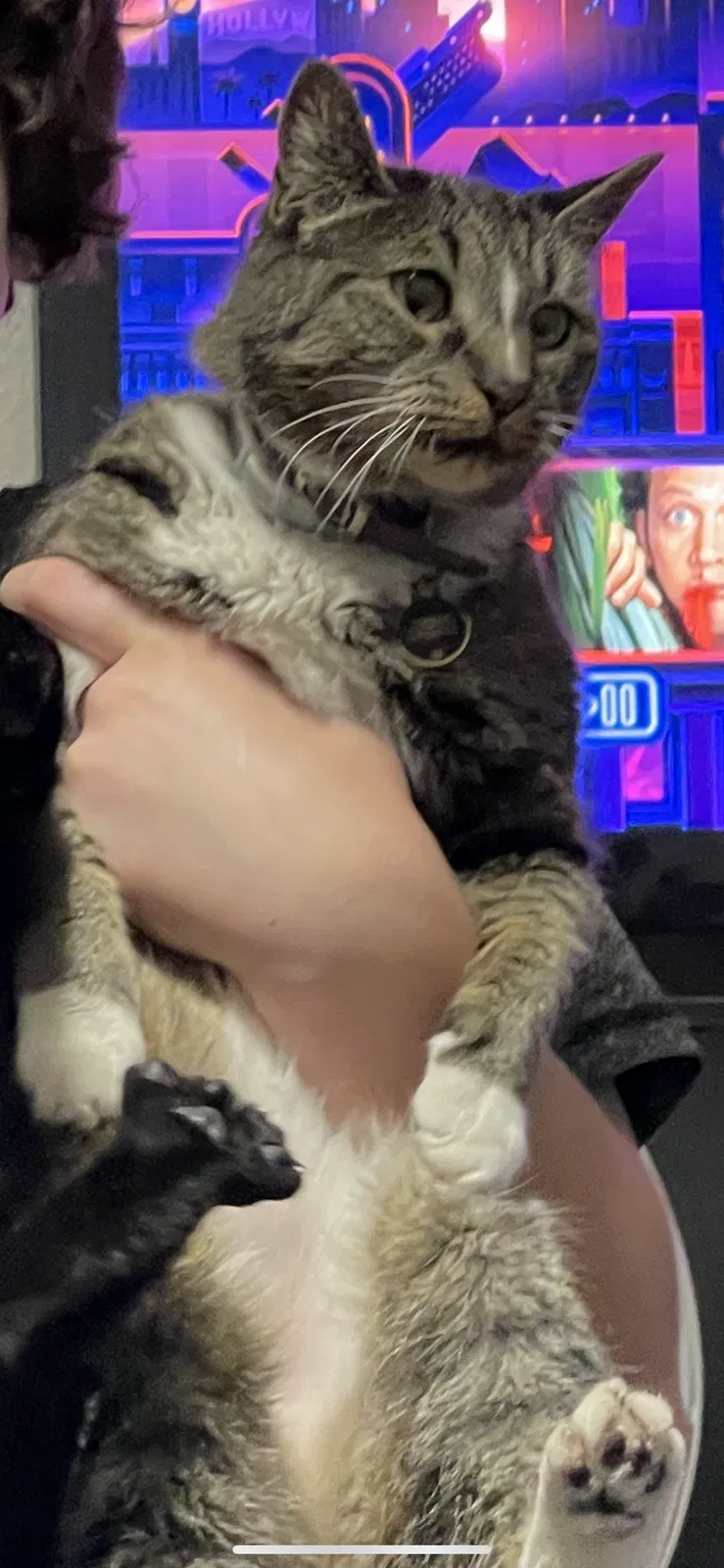 Lost cat in Tucson, AZ, 85742