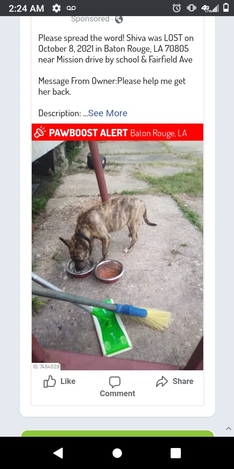 Lost dog in Baton Rouge, LA, 70802
