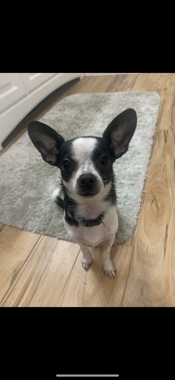 Lost dog in Russellville, TN, 37860