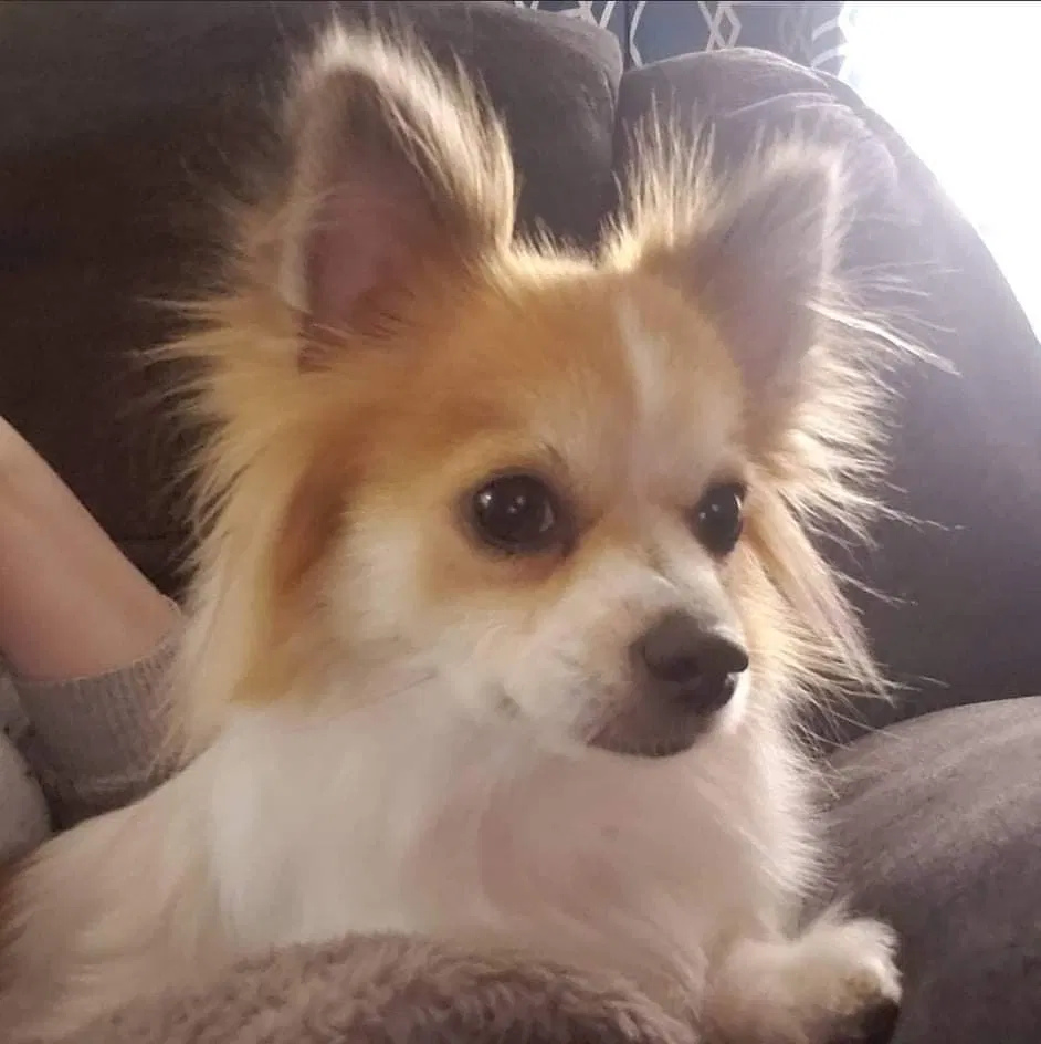 Lost dog in Hampton, VA, 23665