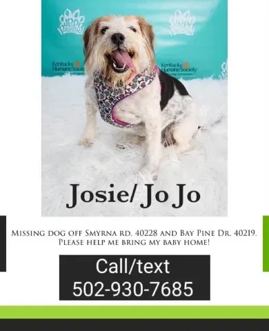 Lost dog in Louisville, KY, 40219