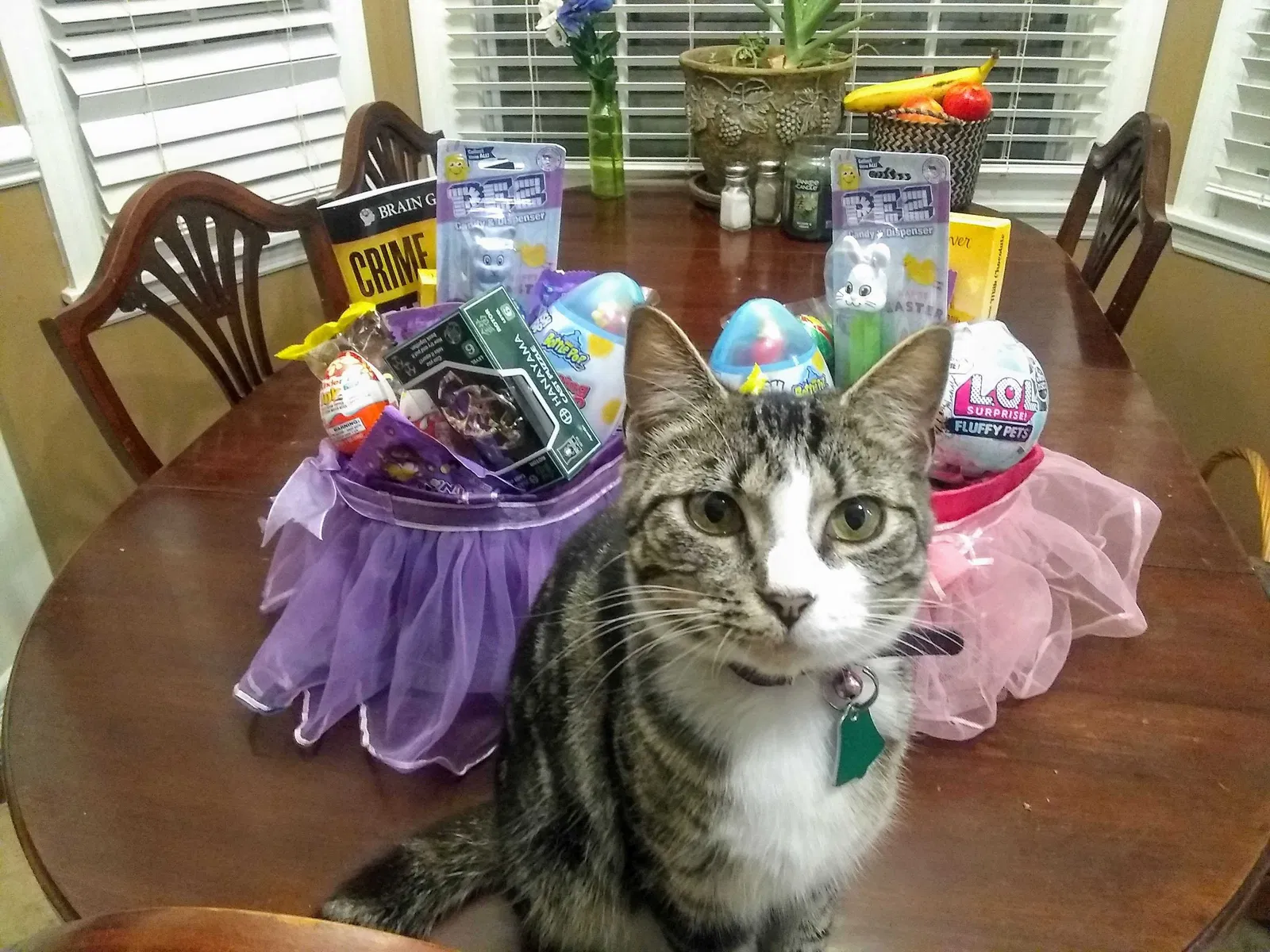 Lost cat in Lexington, SC, 29072