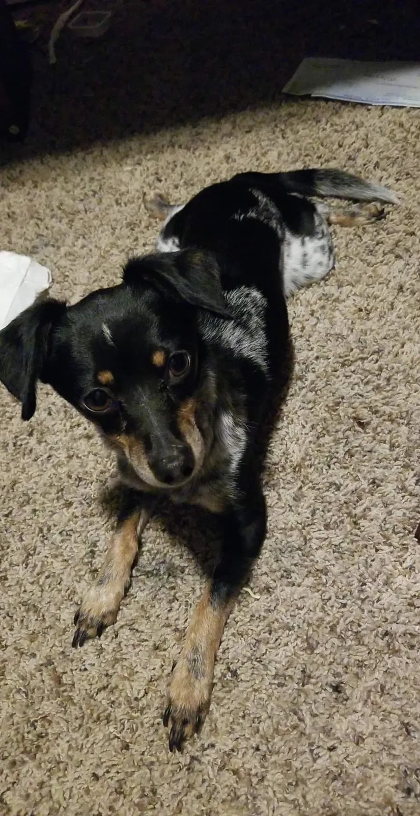 Lost dog in Greenbrier, AR, 72058