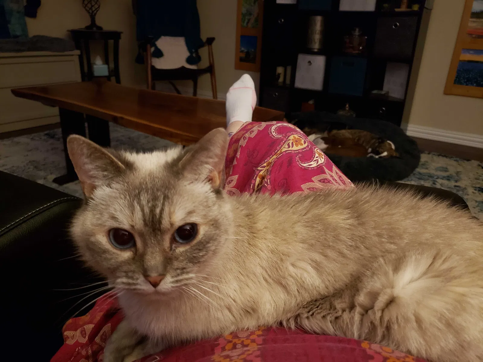 Lost cat in Garland, TX, 75040
