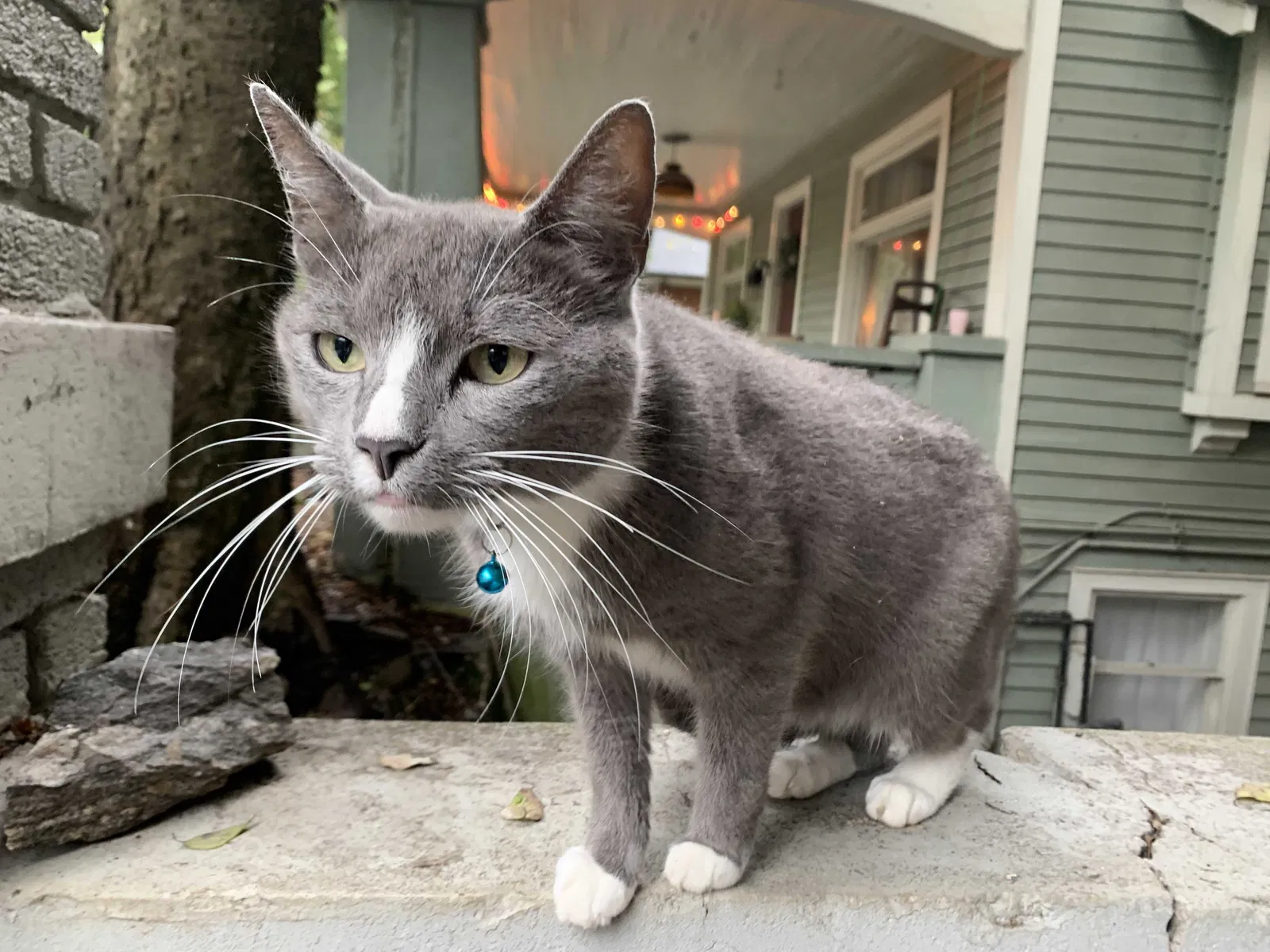 Lost cat in Atlanta, GA, 30308