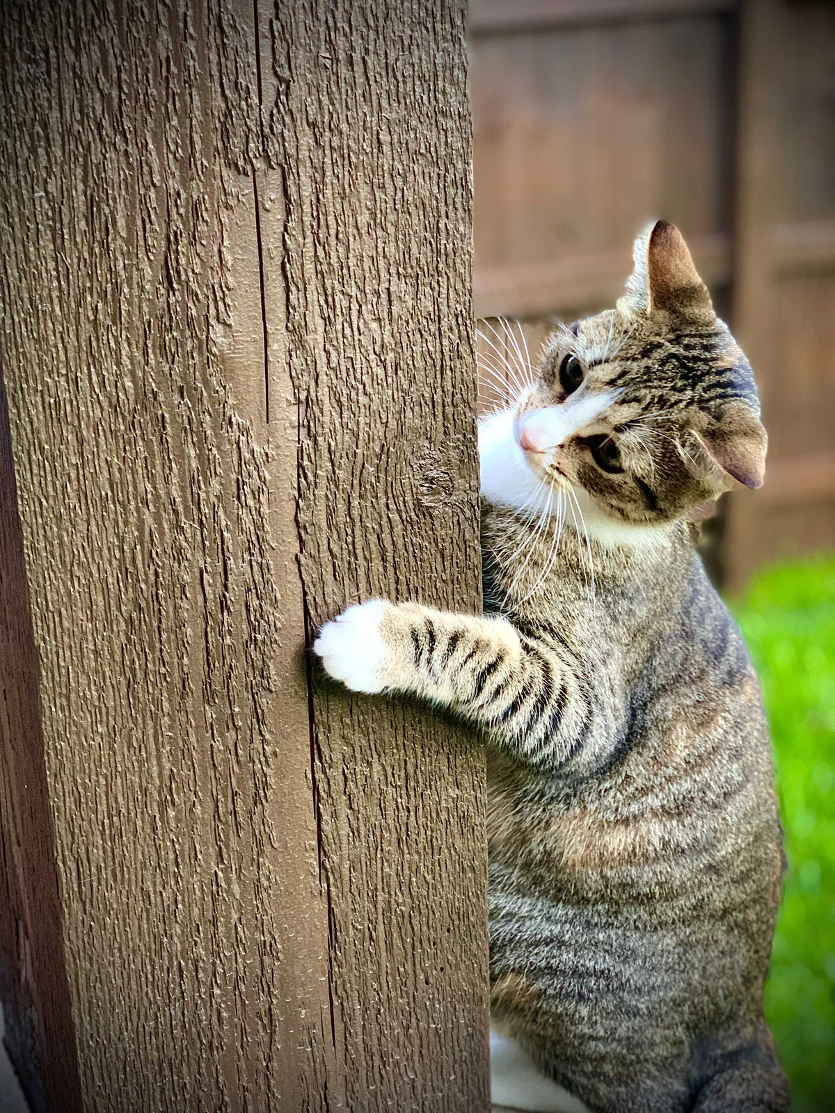 Lost cat in Cibolo, TX, 78108