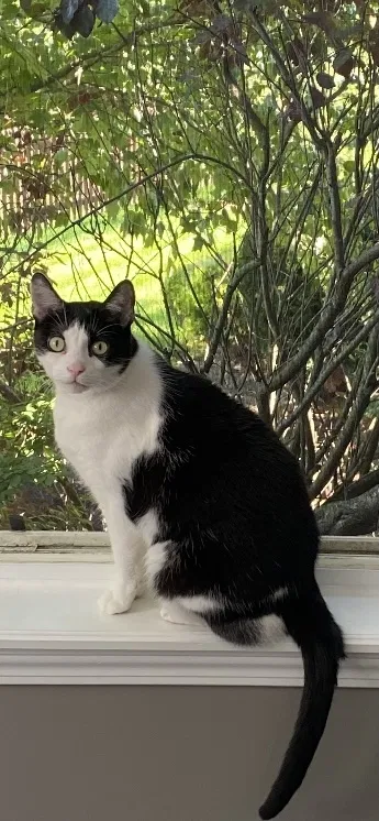 Lost cat in Brunswick, OH, 44212