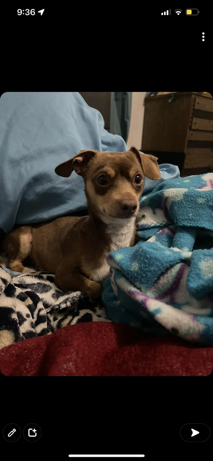 Lost dog in Lubbock, TX, 79412