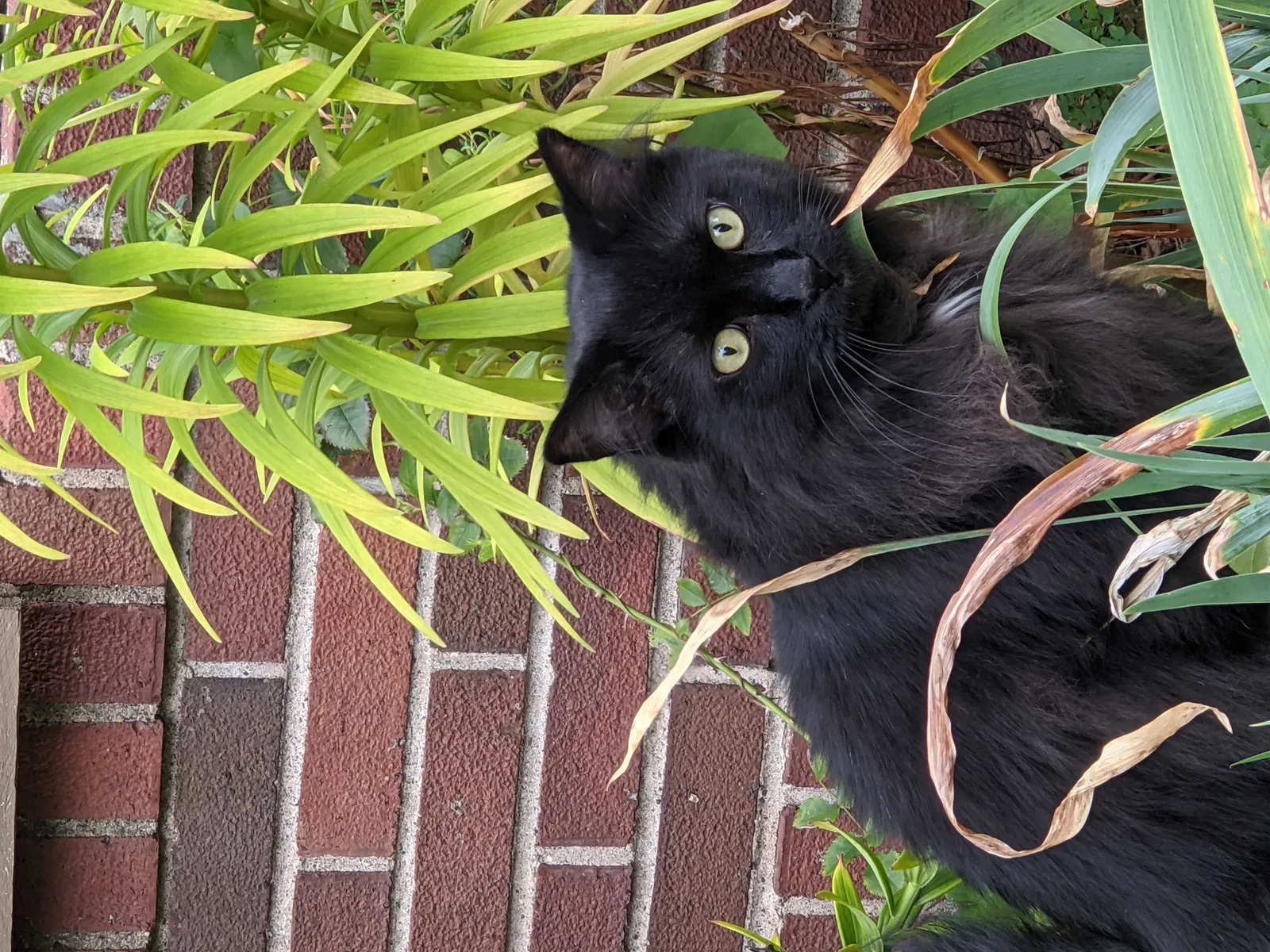 Lost cat in Saint Paul, MN, 55116