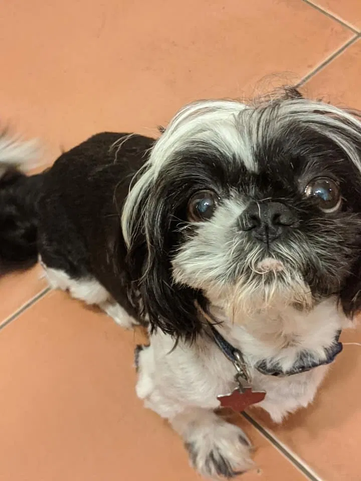Lost dog in Alamo, TX, 78516