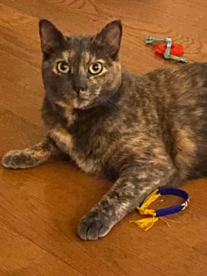 Lost cat in Long Island City, NY, 11109