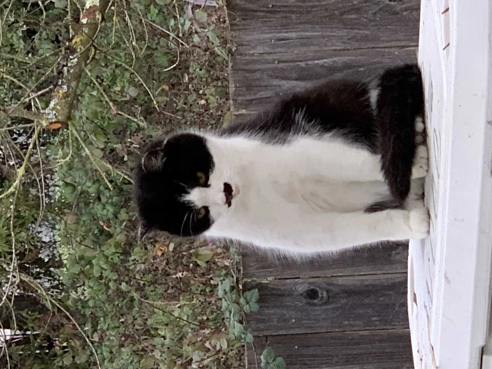 Lost cat in Santa Rosa, CA, 95405