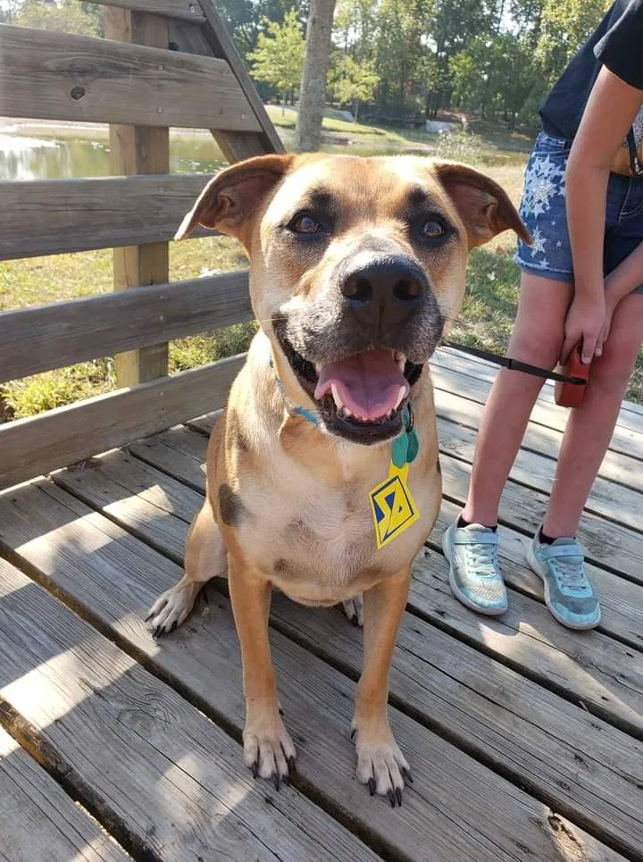 Lost dog in Alabaster, AL, 35007