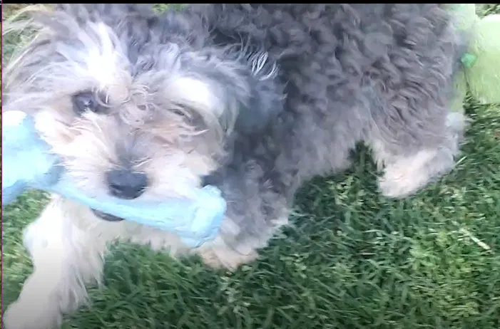 Lost dog in Cathedral City, CA, 92234