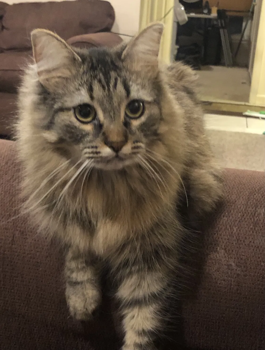 Lost cat in Farmington, MI, 48335