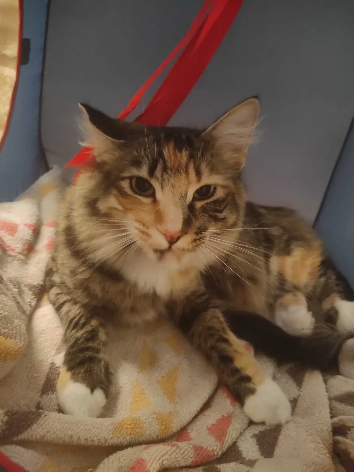 Lost cat in Nampa, ID, 83687