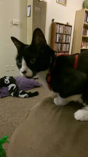 Lost cat in Cincinnati, OH, 45231