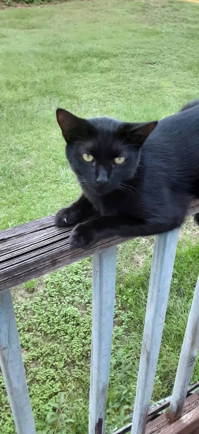 Lost cat in Pensacola, FL, 32506
