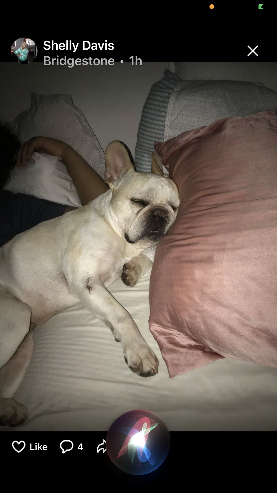 Lost dog in Spring, TX, 77388