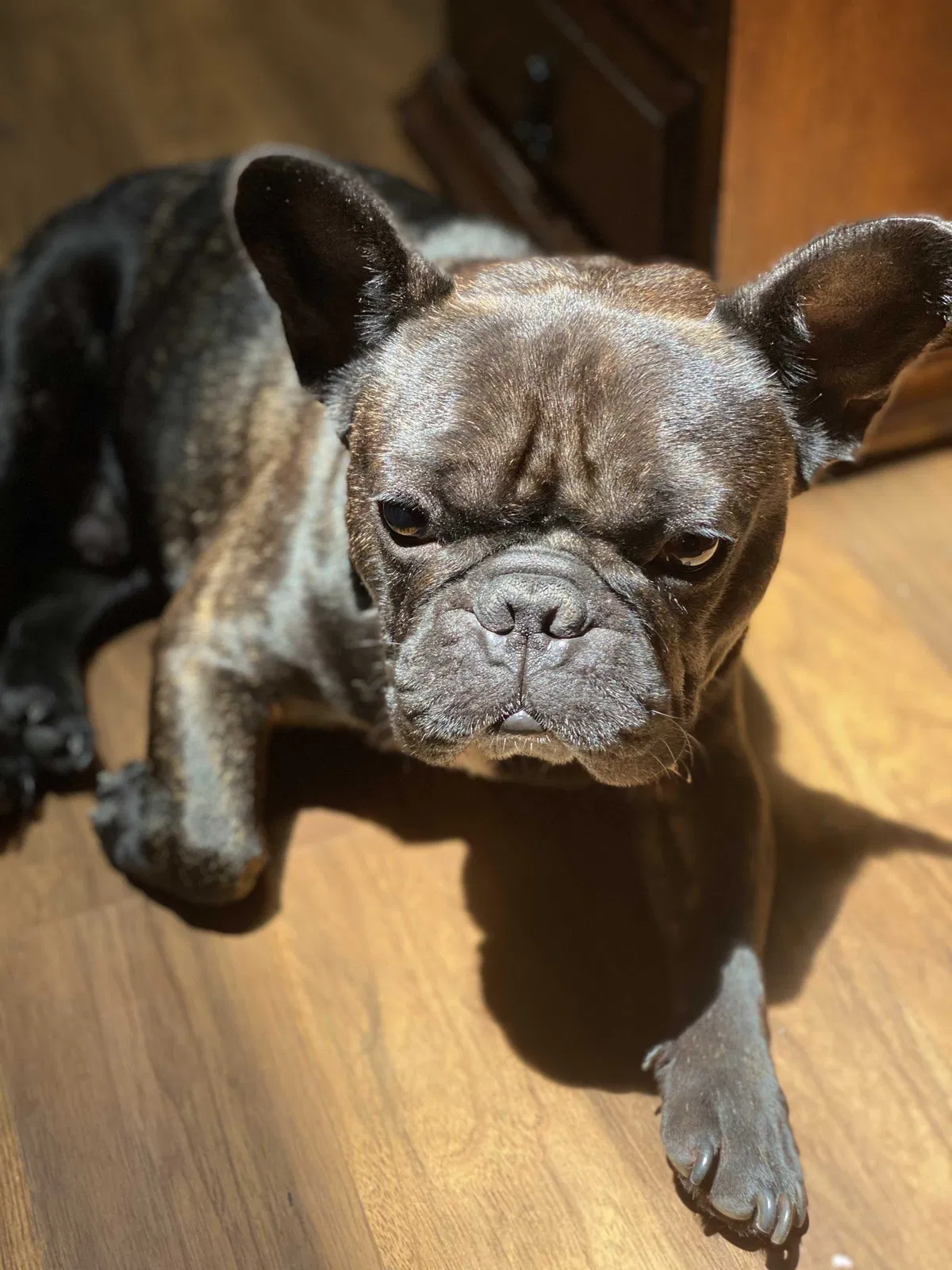 Lost dog in San Antonio, TX, 78217