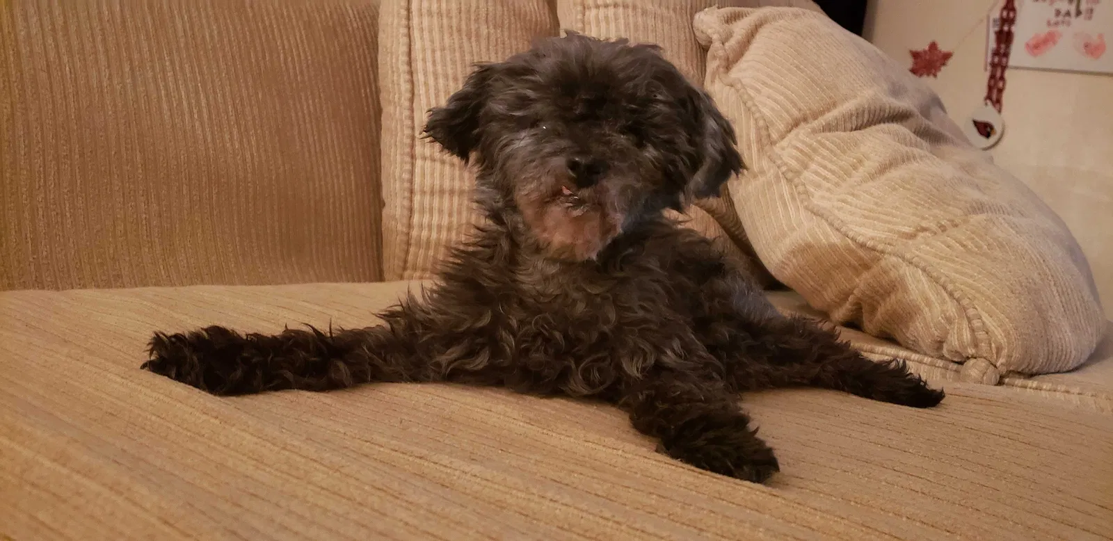 Lost dog in Avondale, AZ, 85323