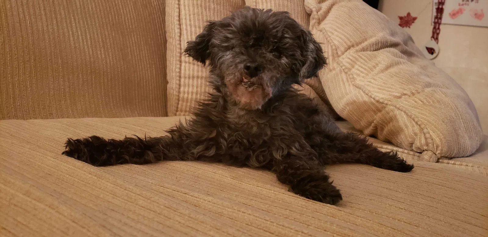Lost dog in Avondale, AZ, 85323