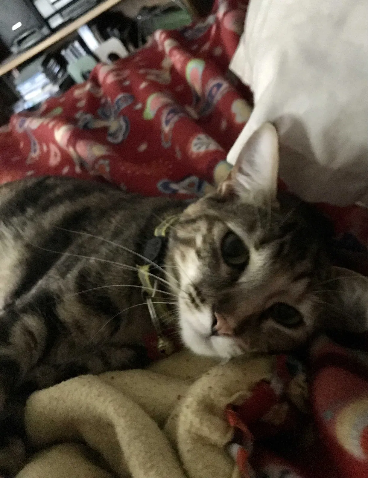 Lost cat in Modesto, CA, 95356