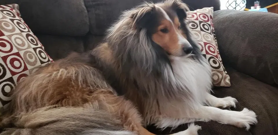 Lost dog in Tamaqua, PA, 18252