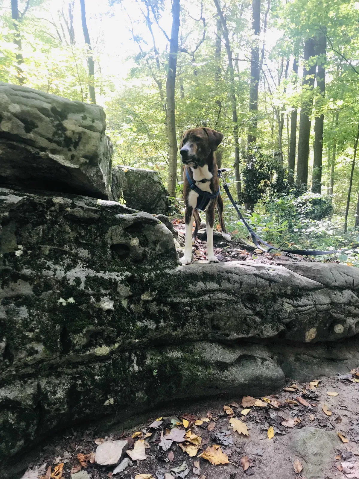 Lost dog in Morgantown, WV, 26501