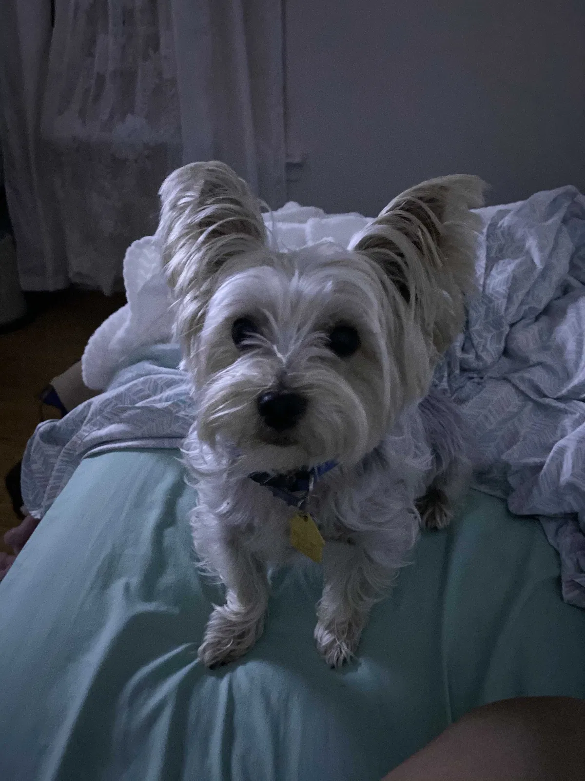 Lost dog in Salisbury, NC, 28145
