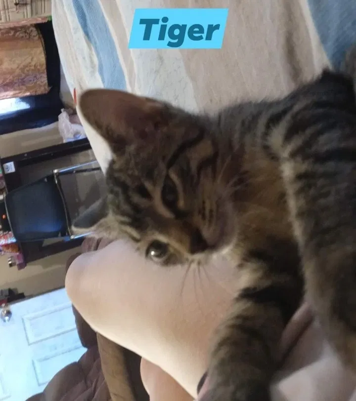 Lost cat in Bensenville, IL, 60106