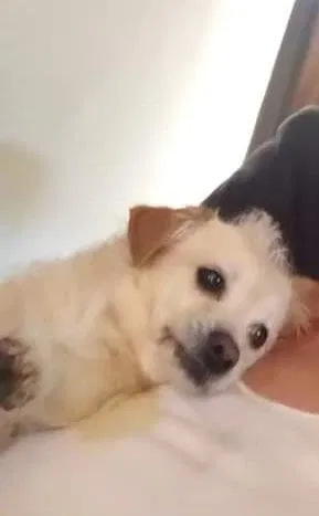 Lost dog in Kansas City, KS, 66104
