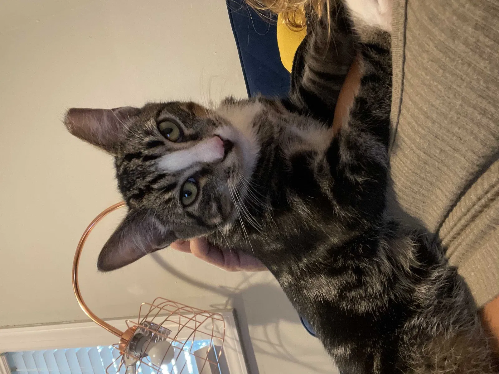 Lost cat in Stony Brook, NY, 11790