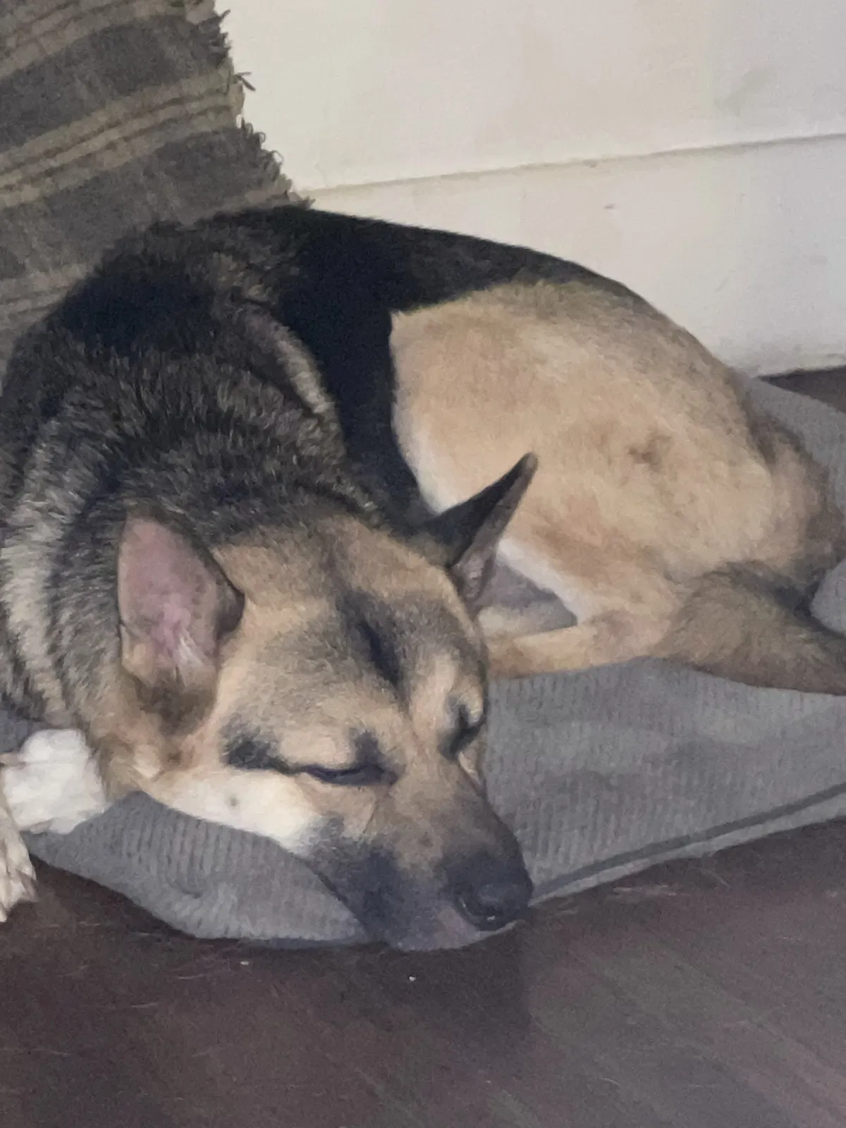 Found dog in Vallejo, CA, 94590