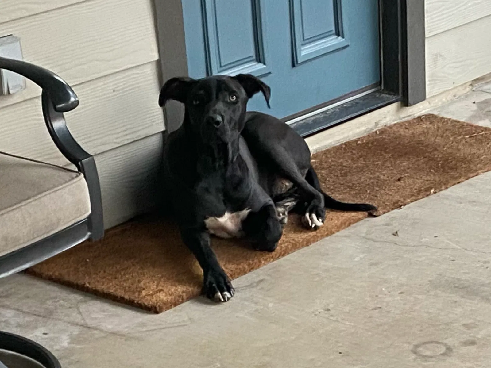 Found dog in Beckville, TX, 75631